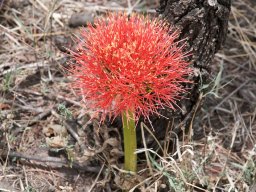 Bologonja_Seronera2009-43